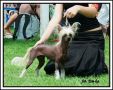 Queen Zoe Favonius Chinese Crested
