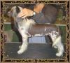 Blanch-o's Pillow Talk Chinese Crested