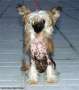 Irgen Gold  Brook Shilds  Chinese Crested