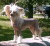 Secret Line's Private Emotion Chinese Crested