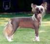 Chinois Chastised Chinese Crested