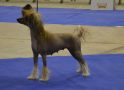 Blond Bombshell De Gabritho Chinese Crested