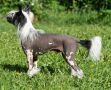 Happy Dancing Eternal Elmo Chinese Crested