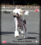 Moon Harbour Nefertiti Queen Chinese Crested