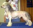 Bayshore Walkie Talkie Chinese Crested