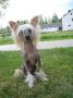 Kroog's Faithful Friend Chinese Crested