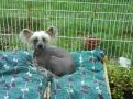 Nisyros In The Navy at sigyns Chinese Crested