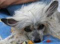 Absolute Souls I Have a dream Chinese Crested