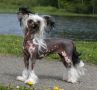 Tr�nderpia's Her Highness Chinese Crested