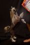 Risin Star's Lil' Miss Gigi DOM Chinese Crested