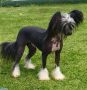 Kimissa Hot Sox Chinese Crested