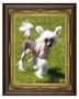 Lemiz Lord of The Manor for Brodiegan Chinese Crested