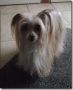 Mazzel of Gizzy's Home Chinese Crested