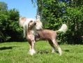 Blandora By Design Chinese Crested