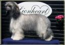 Lionheart Keen Observer Chinese Crested