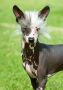 Xioma Songs Of Ice And Fire Chinese Crested