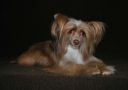 Anda Frelsis Germiona Chinese Crested