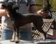 Tiqelins Beautiful Black Lotus Chinese Crested