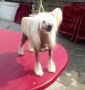 My Solino's de GabriTho Chinese Crested