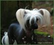 Mslis Fighter Chinese Crested