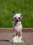 Fiery Fame Emily Chinese Crested