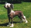 Mohawk Australis Withluv Chinese Crested