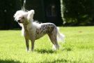 Silverekens Milk And Honey Chinese Crested