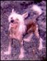 Silver Bluff Billy Bob Chinese Crested