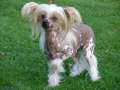 Butterfly Black Dragon Chinese Crested