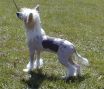 Tri-Cas Angelic Image Chinese Crested