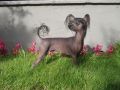 Trollmyren's Aska Chinese Crested