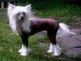 Kashi Kiss the Boys Chinese Crested