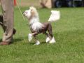 Moonswift Desert Storm Chinese Crested