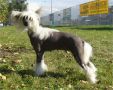 E-Sexy Pastoral Chinese Crested