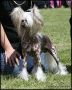 Sea Fire's Evolution Chinese Crested