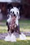 Moonswift Mystic Wind Chinese Crested