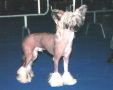 Lionheart Key To Millennium Chinese Crested