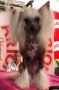 Diva Forever Caramella's Family Chinese Crested