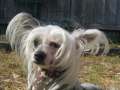 Chadoo Fancy A Bit Chinese Crested