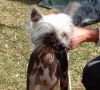 Fayrelyn Dragon Fly Chinese Crested