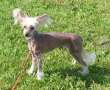 Xodix Roses From My Heart Chinese Crested