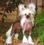 CH Jewels Holliwould Nites Chinese Crested