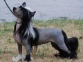 Olivera's Something's Wicked HL Chinese Crested
