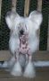Angelsun Diamond River Delvian Chinese Crested