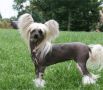 Oriental Jokes Bee Something Special Chinese Crested