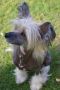 Rose of Aiden Lucky Stripe Chinese Crested