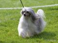Secret Line's American Pie Chinese Crested