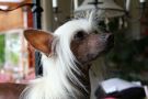 Paw-a-dee Payback Time Chinese Crested