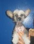 Mohawk Eagle Feather Chinese Crested
