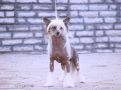 Irgen Gold Assange Chinese Crested